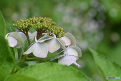 8月の紫陽花