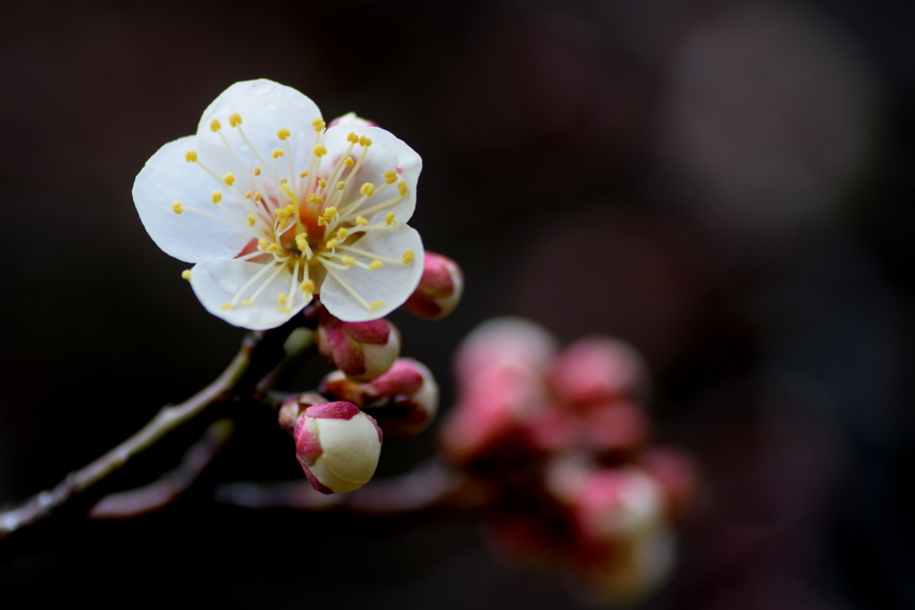 折れた枝に咲いた花
