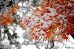 雪と紅葉