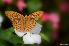 白いお花がお好き？