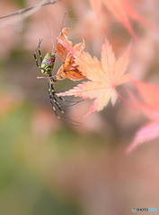 クモさんと モミジ