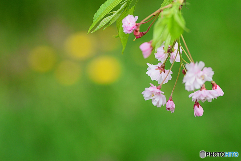 枝垂桜とタンポポ