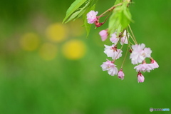 枝垂桜とタンポポ