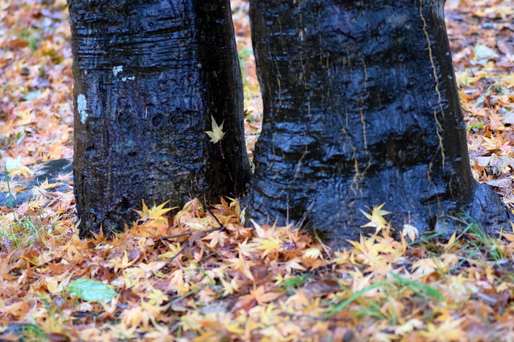 まだ落ち葉が撮れる幸せ ①