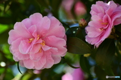 ピンクの山茶花