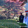 今日の薬師池公園