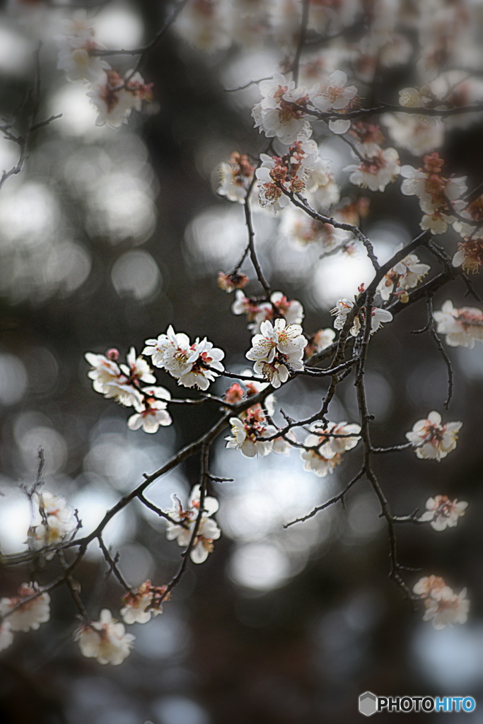 公園の梅