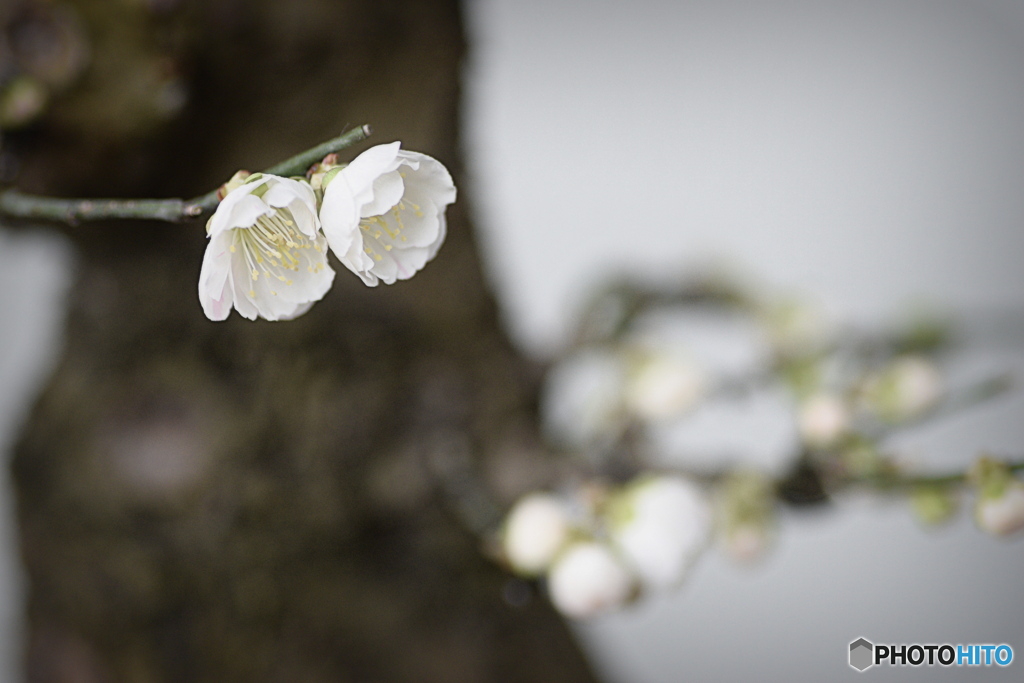 鉢植えの梅の花