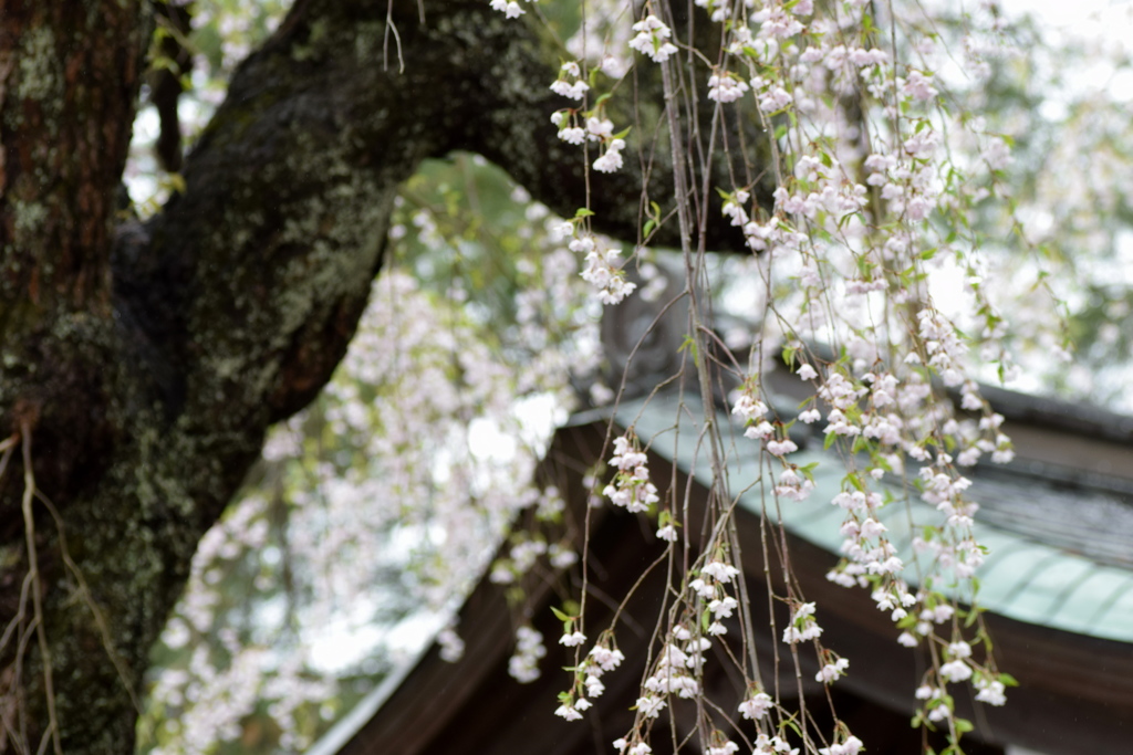 角館の桜