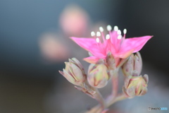 初めて見るお花