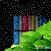 クモの巣と 窓と紫陽花
