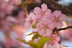 今日も桜が綺麗