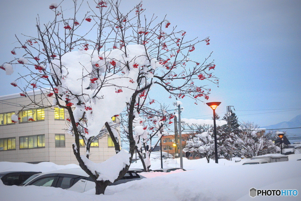 雪と ナナカマド