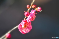 やっと、公園の梅が咲きました。