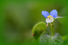 露草