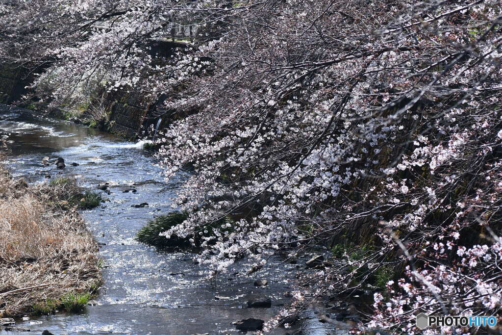 恩田川の桜①