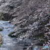 恩田川の桜①
