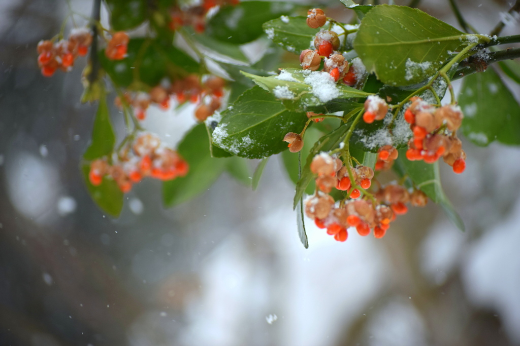 今日は一日中吹雪でした