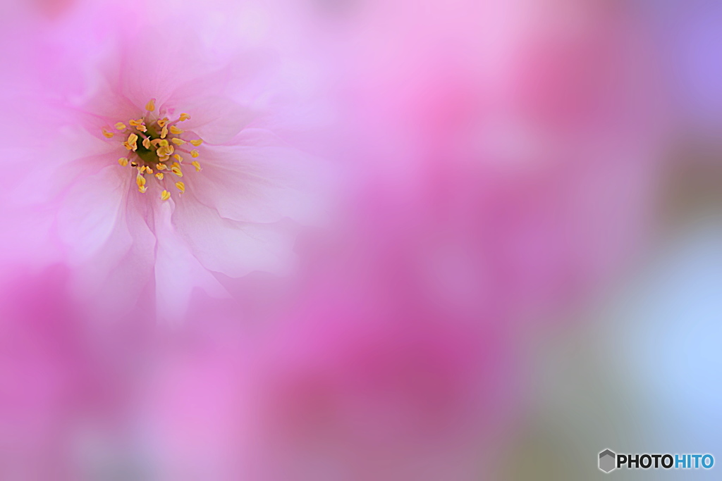 八重桜