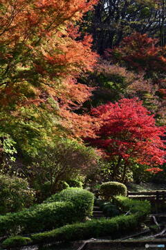 薬師池公園の紅葉