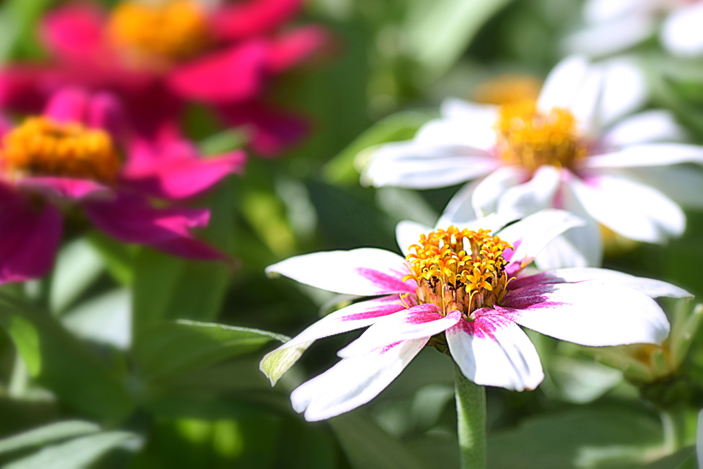 さあ、朝のラジオ体操で美しくなりましょう！