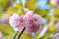 八重桜①