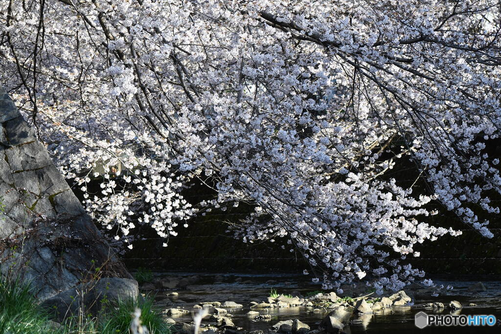 恩田川の桜③