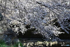 恩田川の桜③