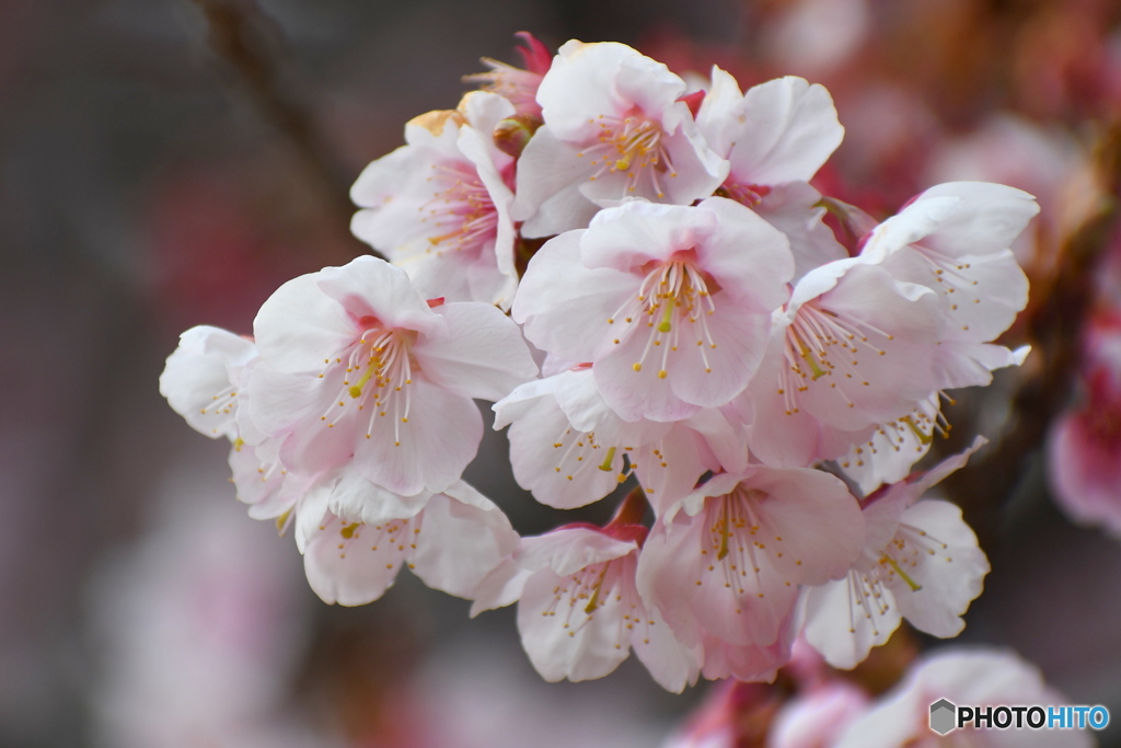 新宿御苑の桜