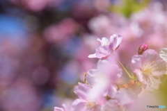 今日も良いお天気です♪