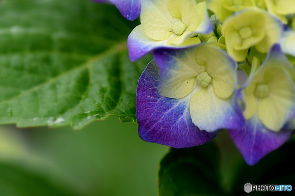 我が家のアジサイ