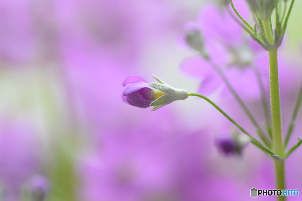 紫色のお花