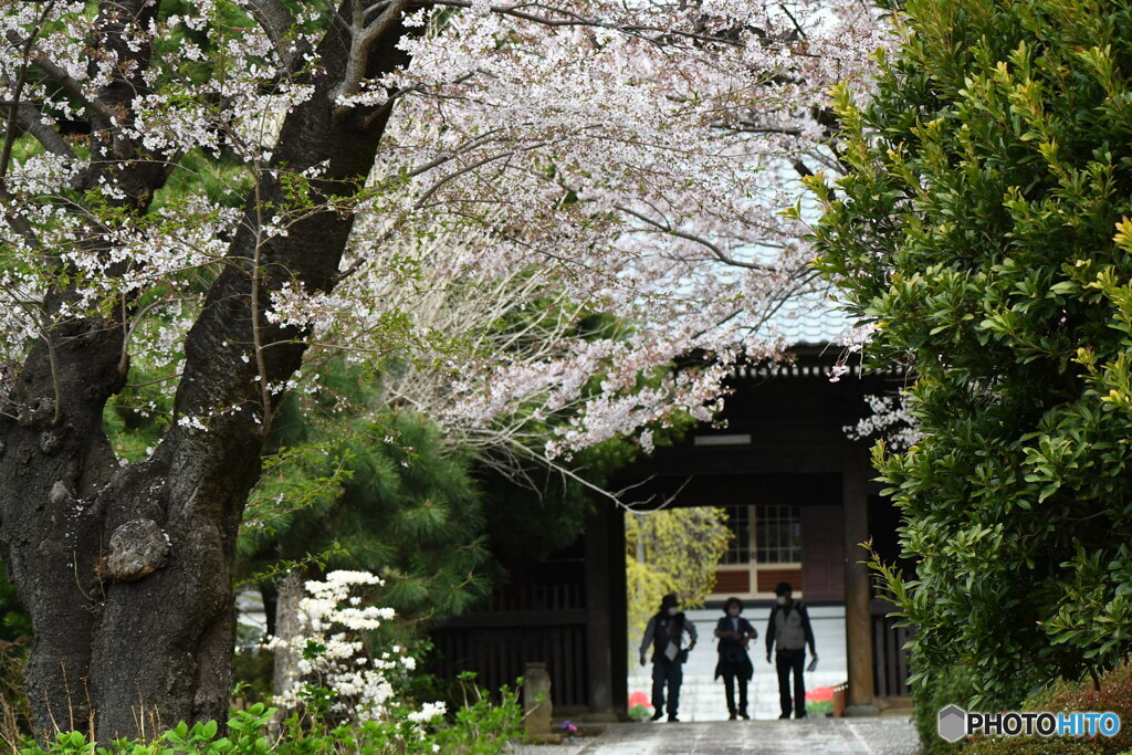 今日の宏善寺