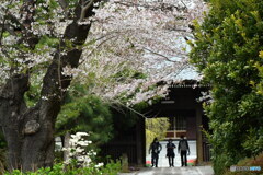 今日の宏善寺