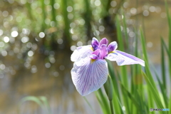 花菖蒲②