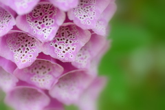 可愛い模様のお花