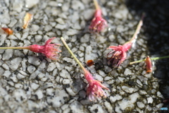 ありがとう、桜さん