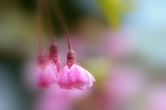 枝垂桜