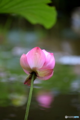 蓮が咲いていました