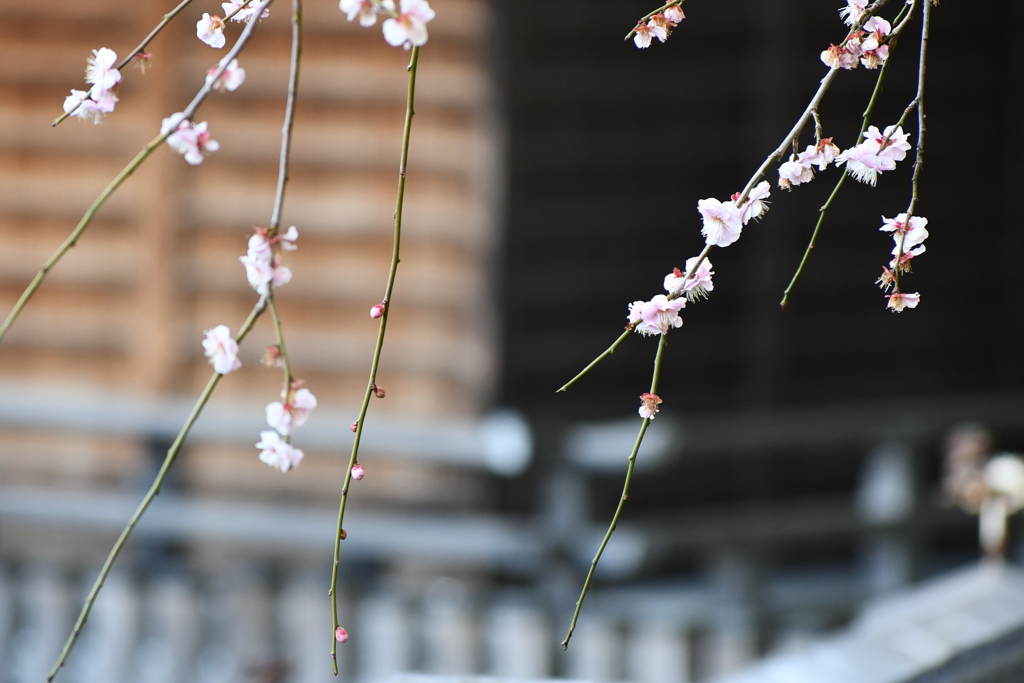 菅原神社のしだれ梅①