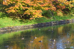 お堀の紅葉と カモさんたち