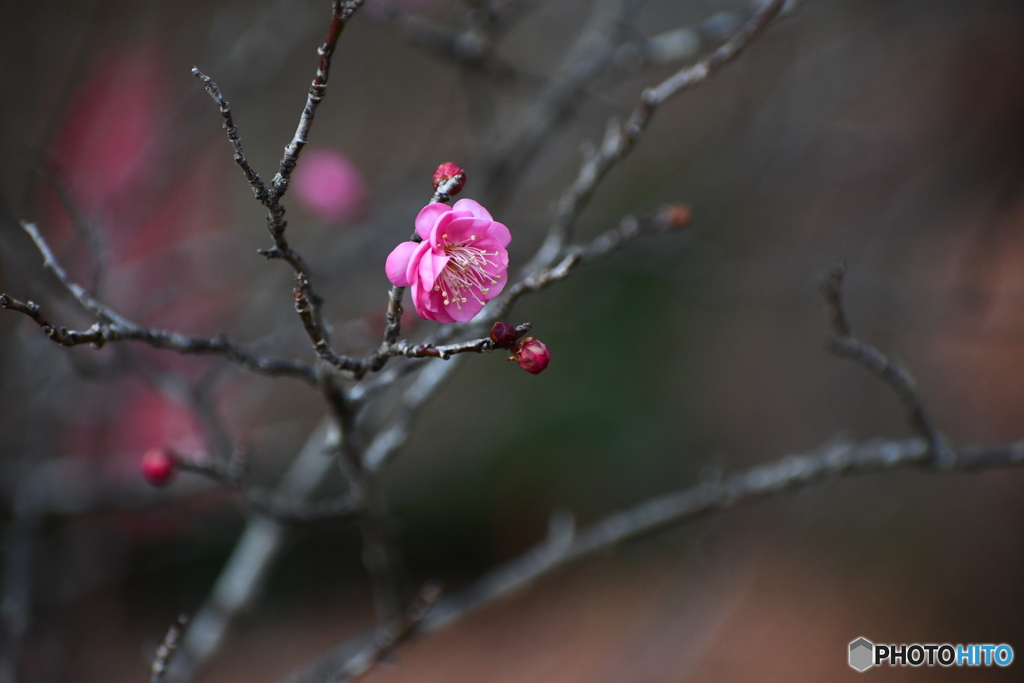 梅が咲き始めました