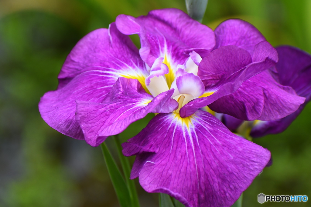 花菖蒲
