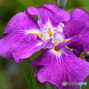 花菖蒲