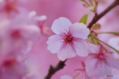 菅原神社の河津桜