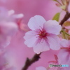菅原神社の河津桜