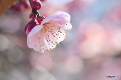 近所の梅の花