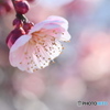 近所の梅の花