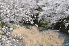 満開の桜④