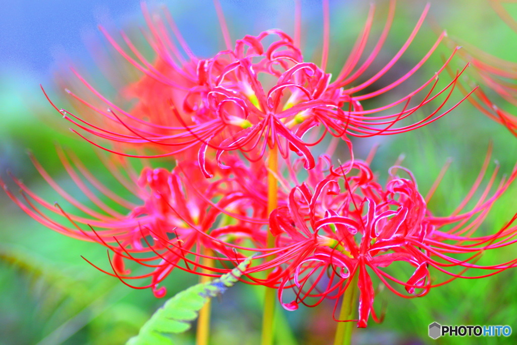 曼珠沙華